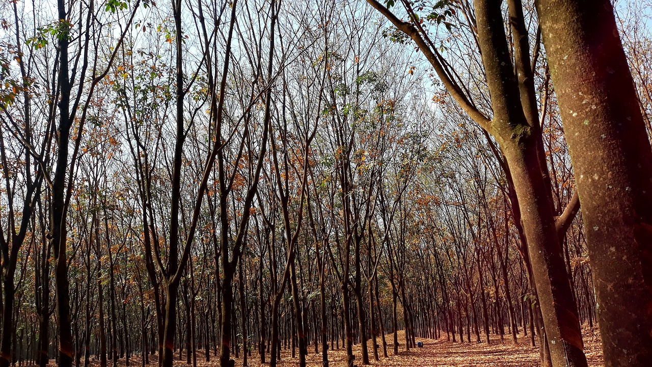 the rubber tree  rubber trees  forest free photo