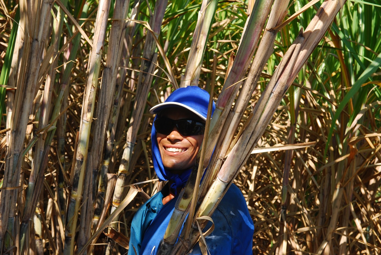 the rural worker cana plantation free photo