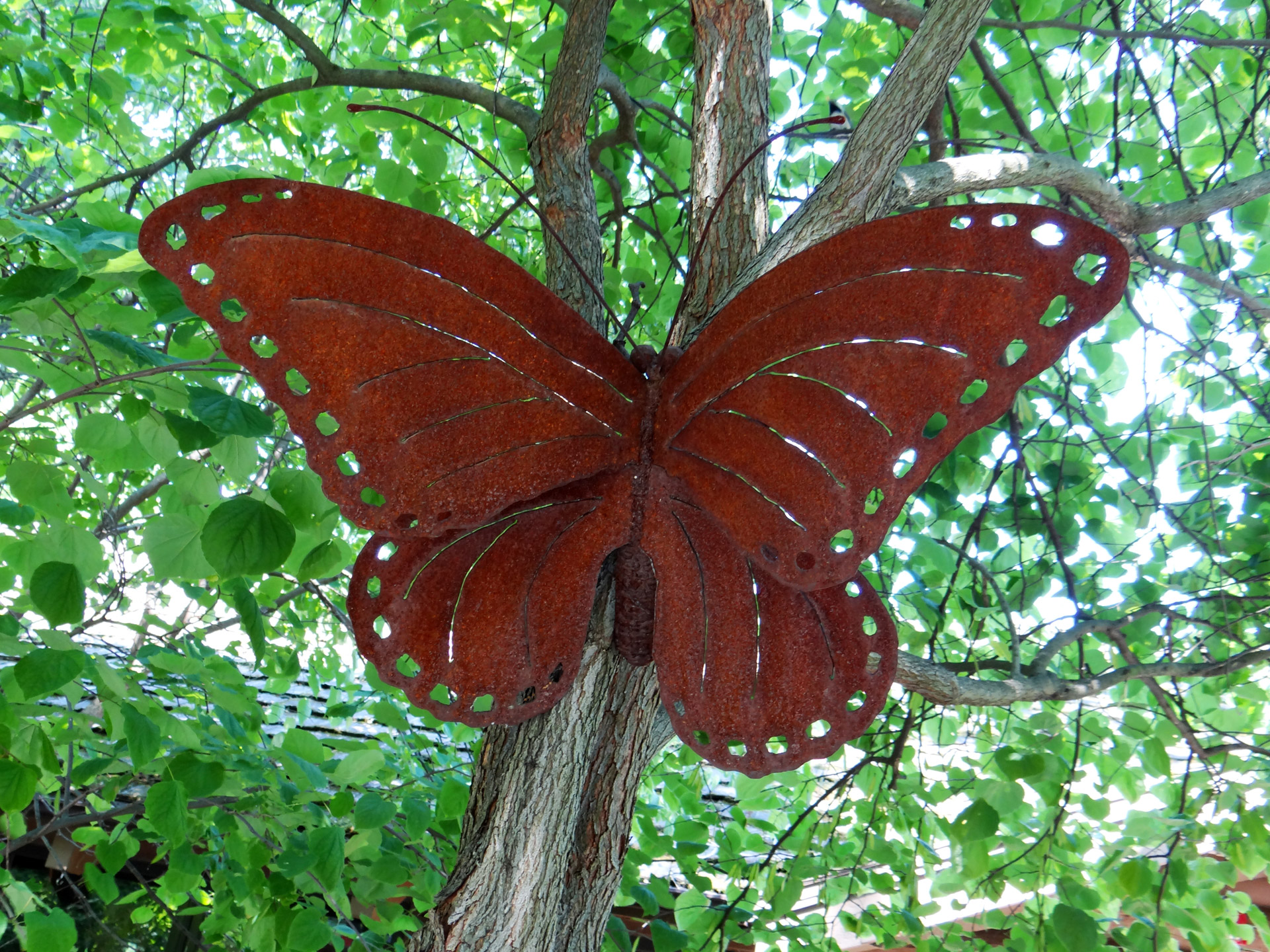 rusty butterfly woods free photo