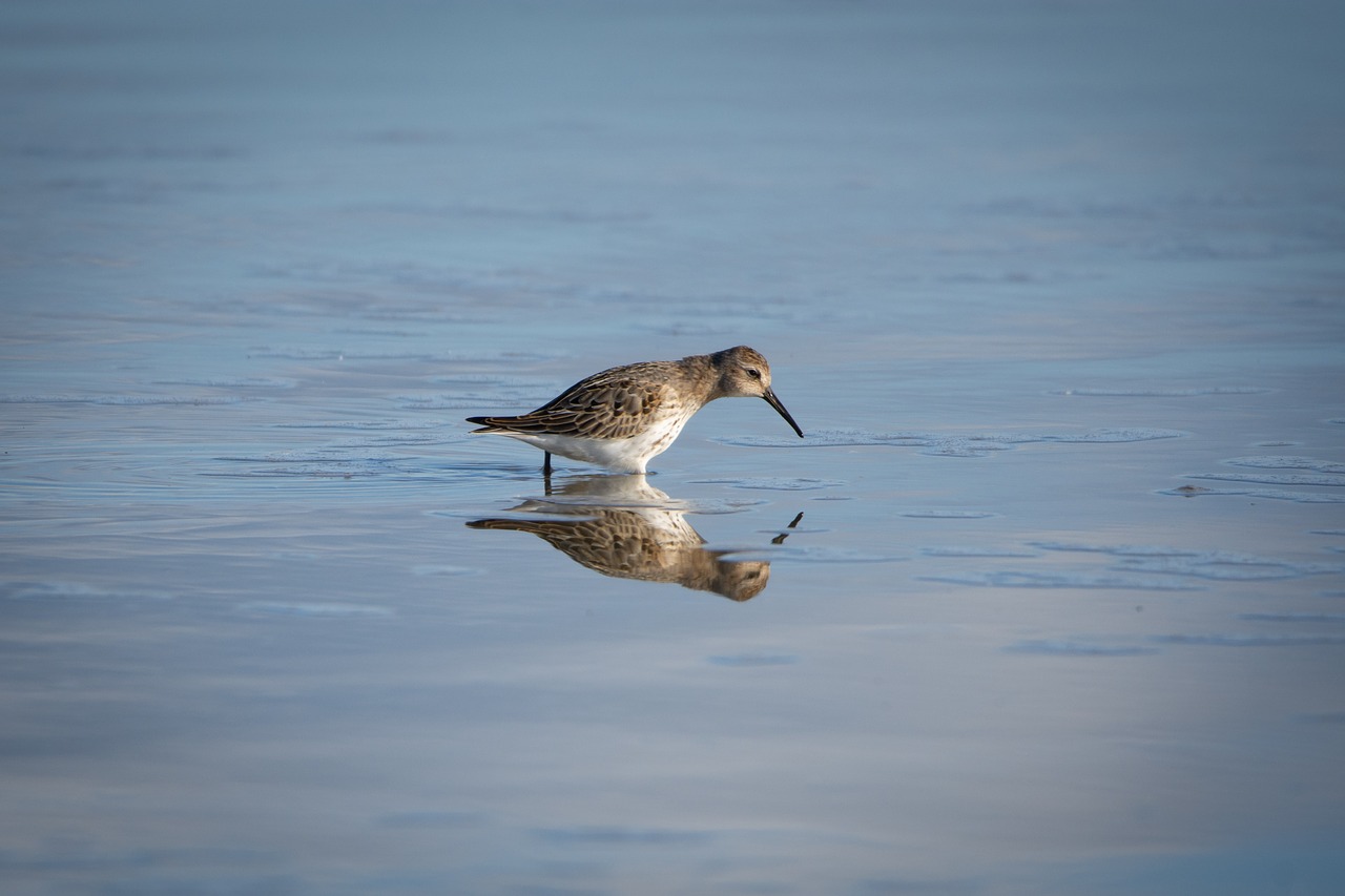 the sandpiper general  snipey  water free photo