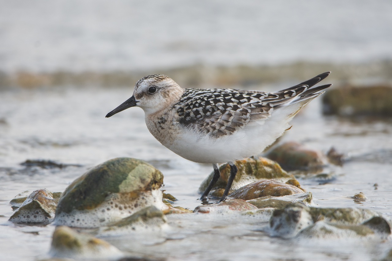 the sandpiper sand  snipey  water free photo