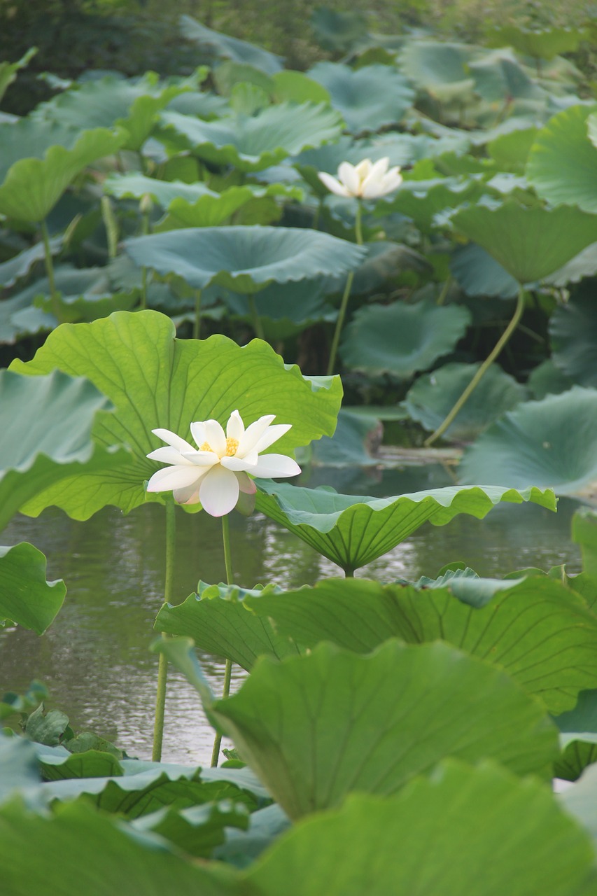 the scenery lotus morning free photo