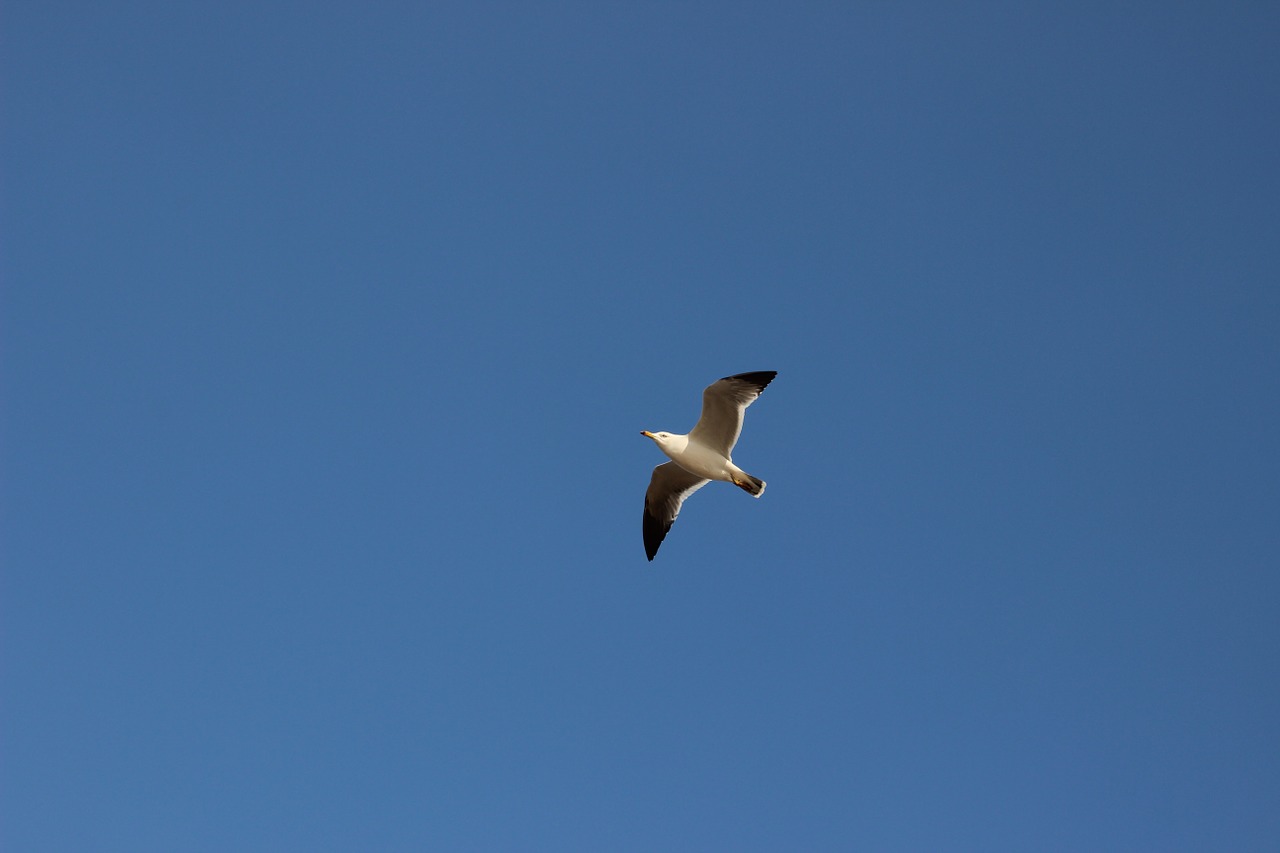 the scenery seagull sky free photo