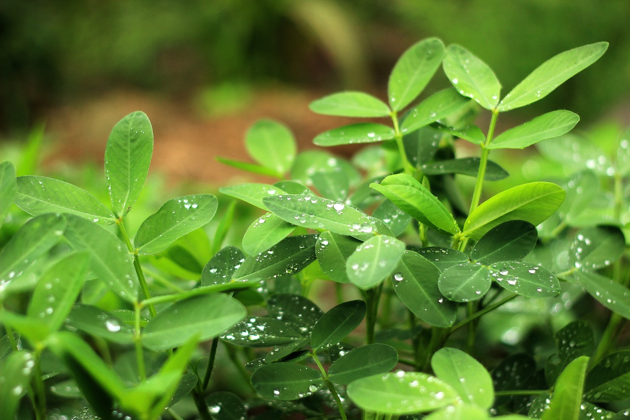 the scenery still life plant free photo