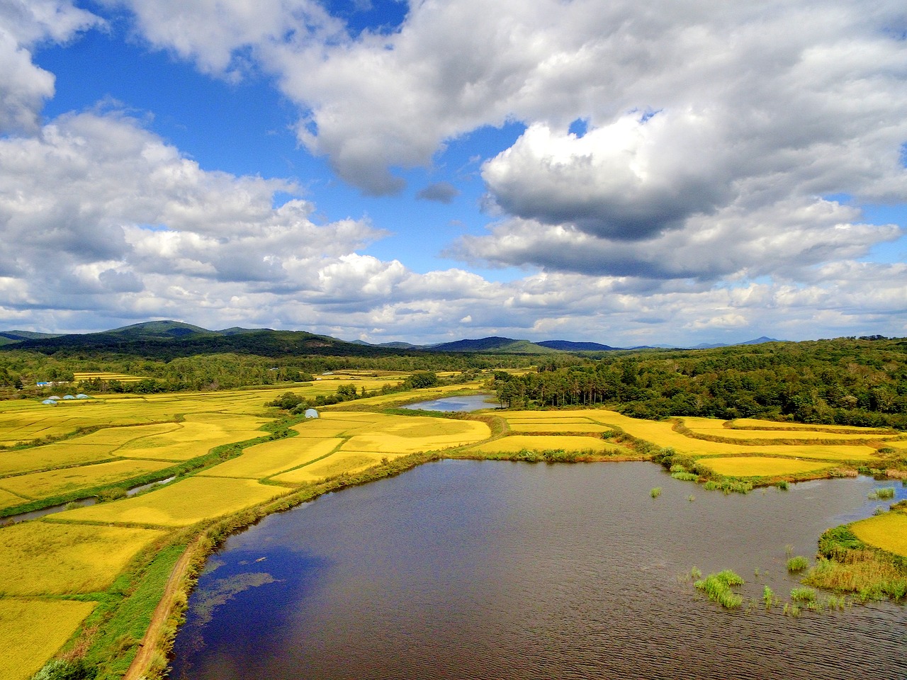 the scenery autumn in rice field free photo