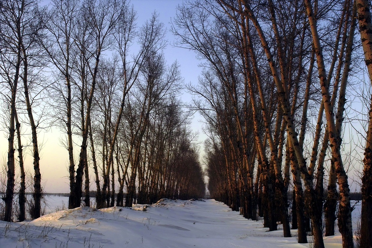 the scenery snow woods free photo