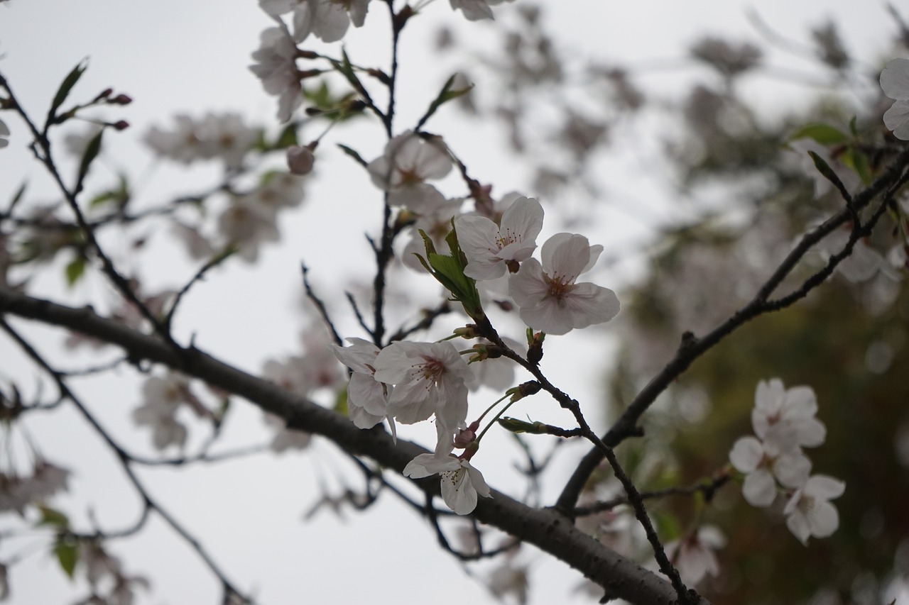 the scenery plum blossom cloudy day free photo