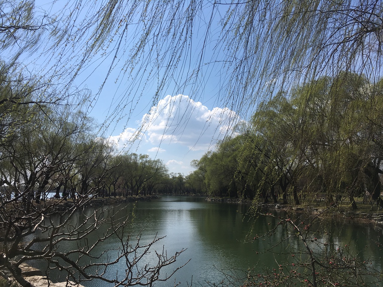 the scenery tree cloud free photo