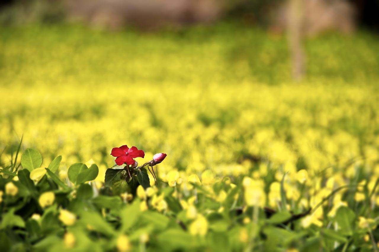 the scenery nature farm free photo