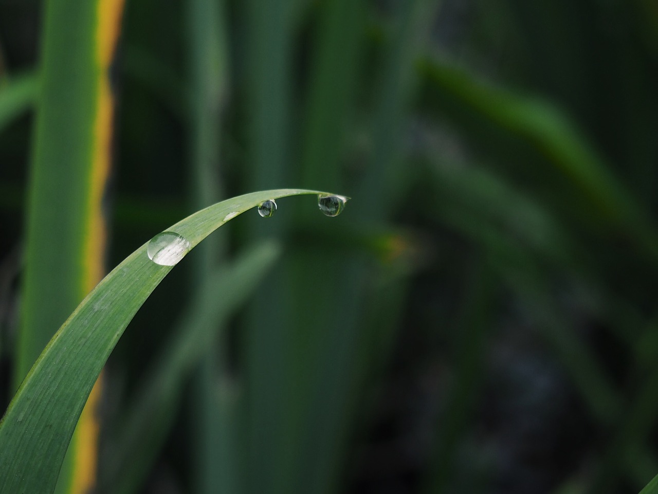 the scenery plant photography free photo