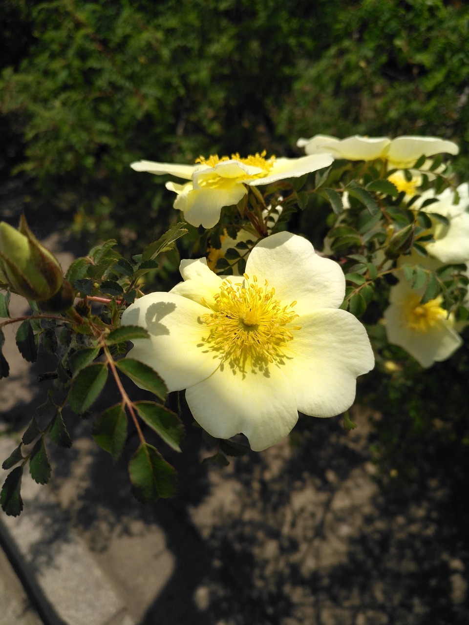 the scenery plant flower free photo