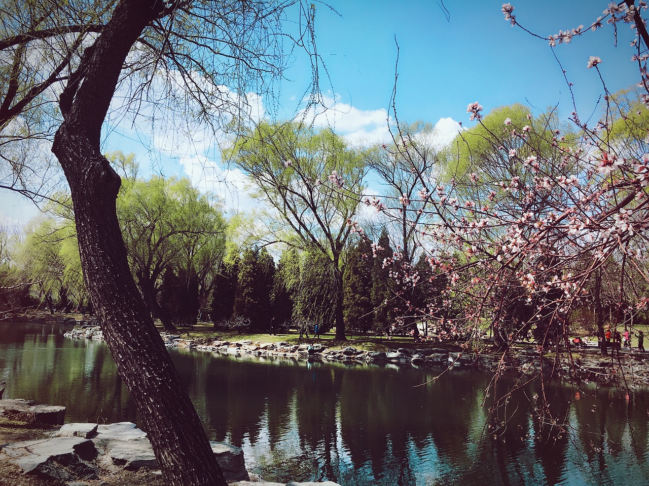 the scenery the summer palace trees free photo