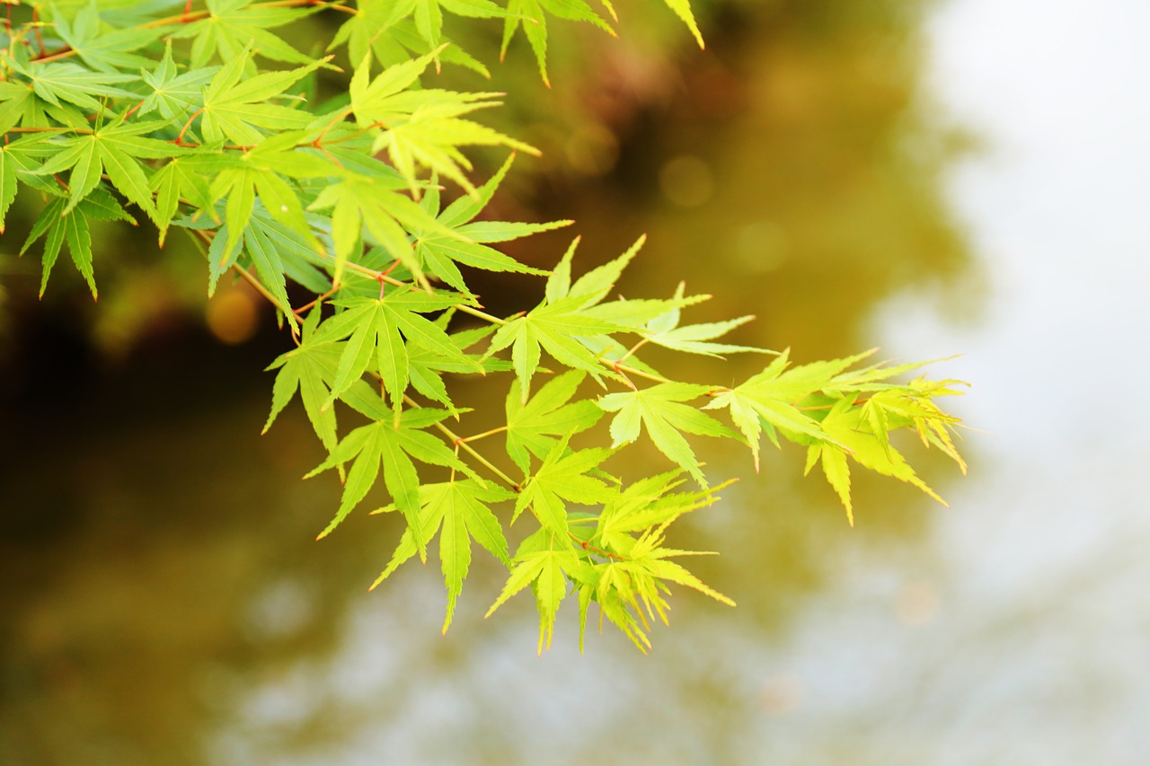 the scenery macro summer free photo