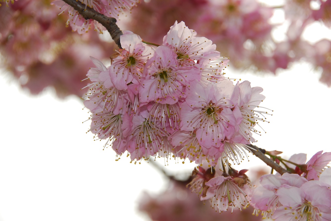 the scenery cherry blossom spring free photo