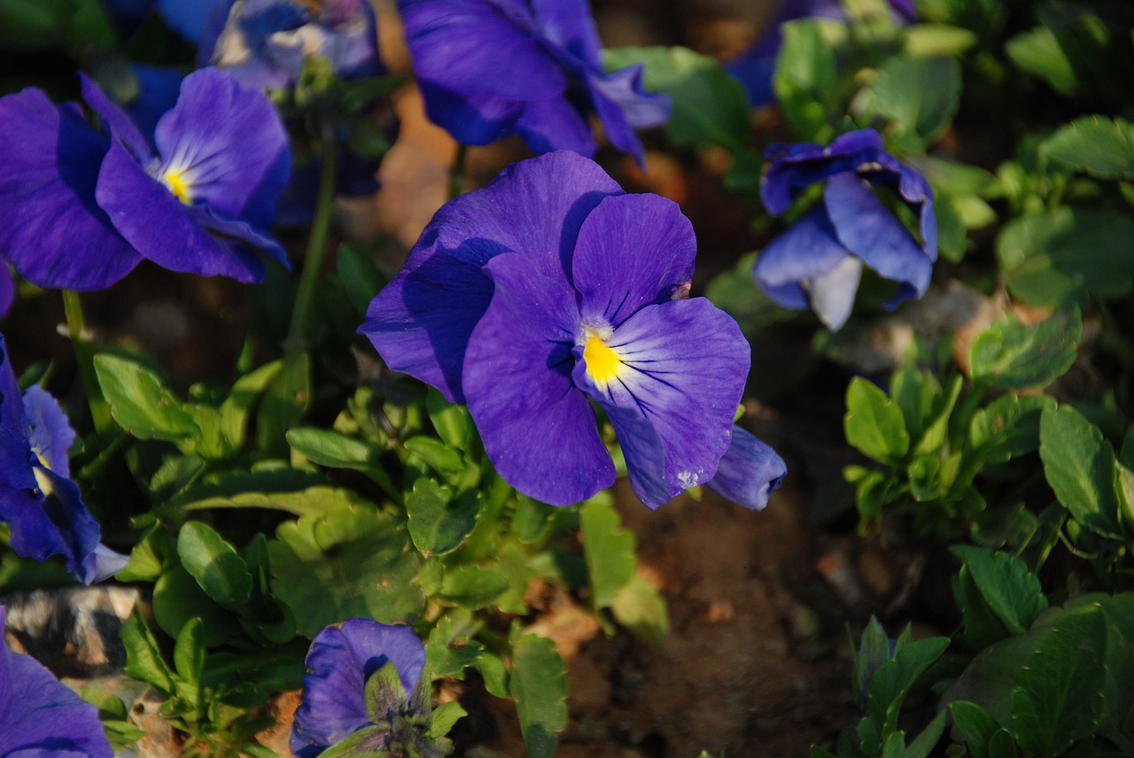 the scenery flower spring free photo