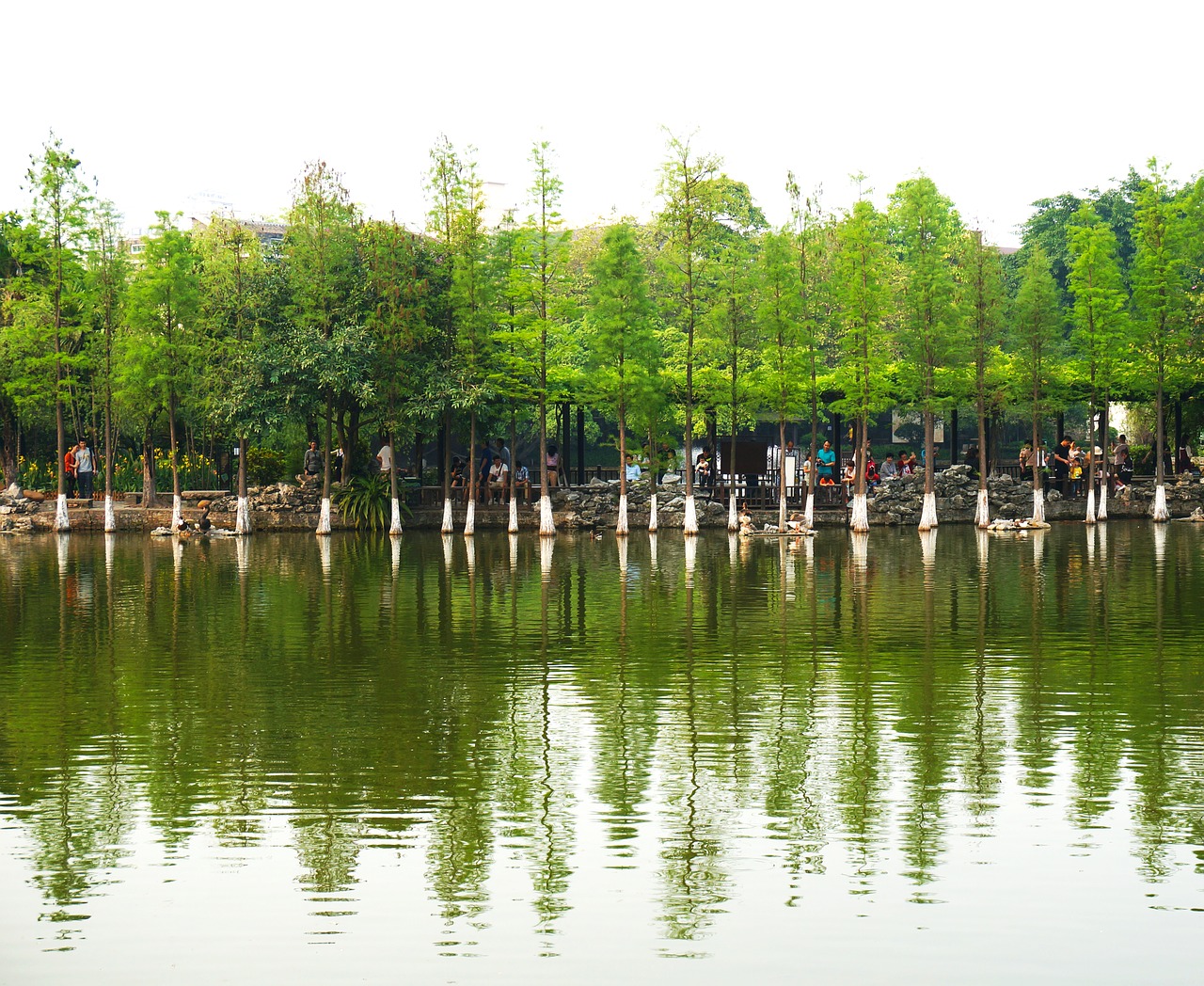 the scenery tree spring free photo