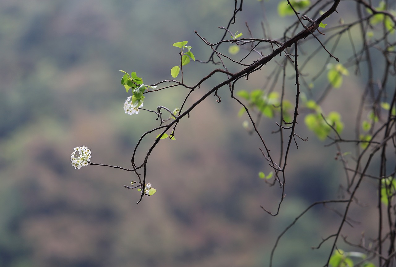 the scenery tree flower free photo