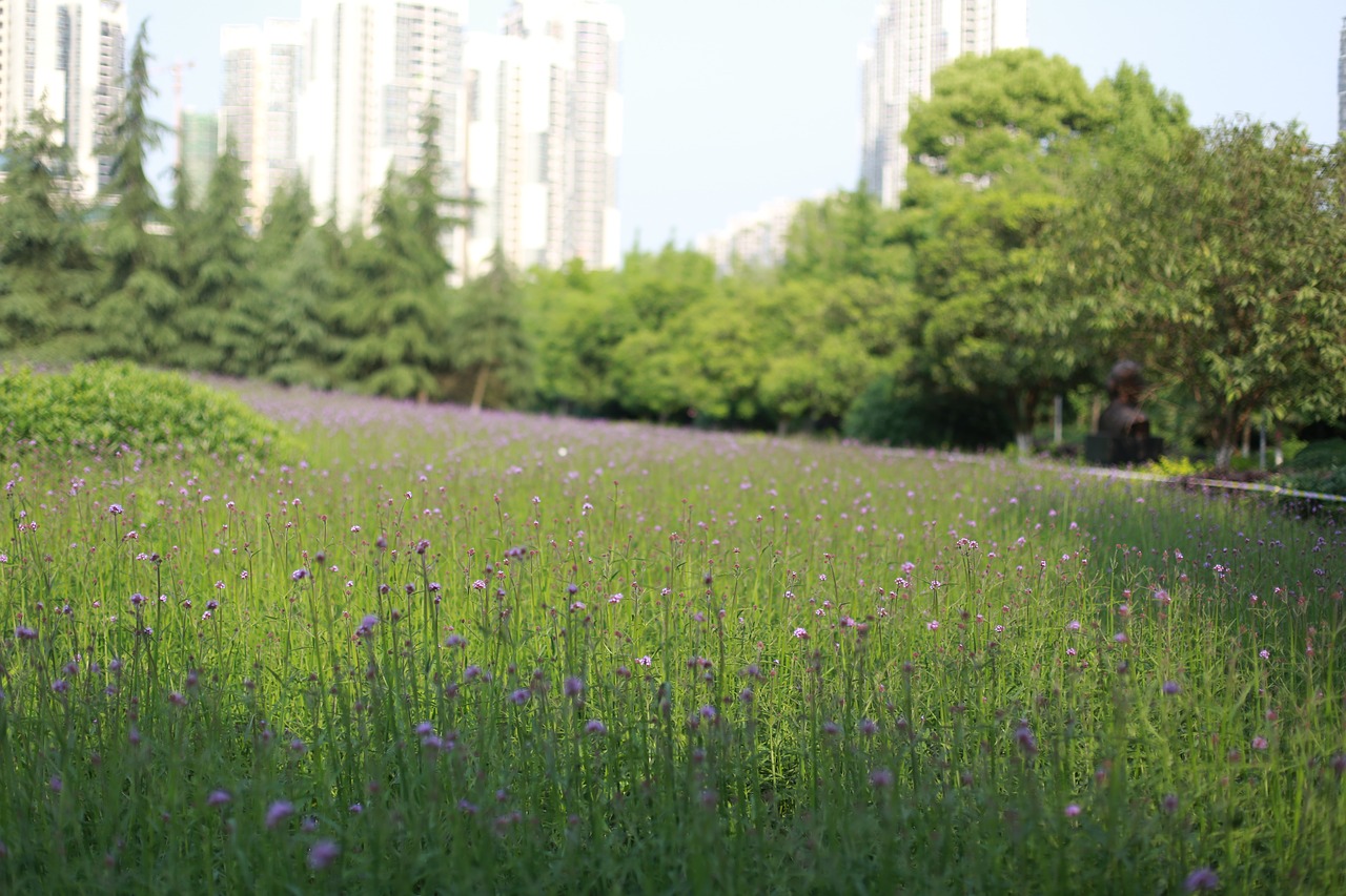 the scenery verbena summer free photo