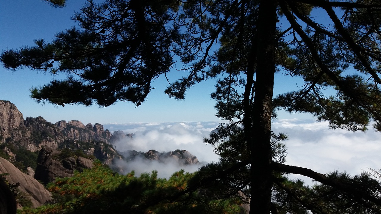 the scenery clouds pine free photo