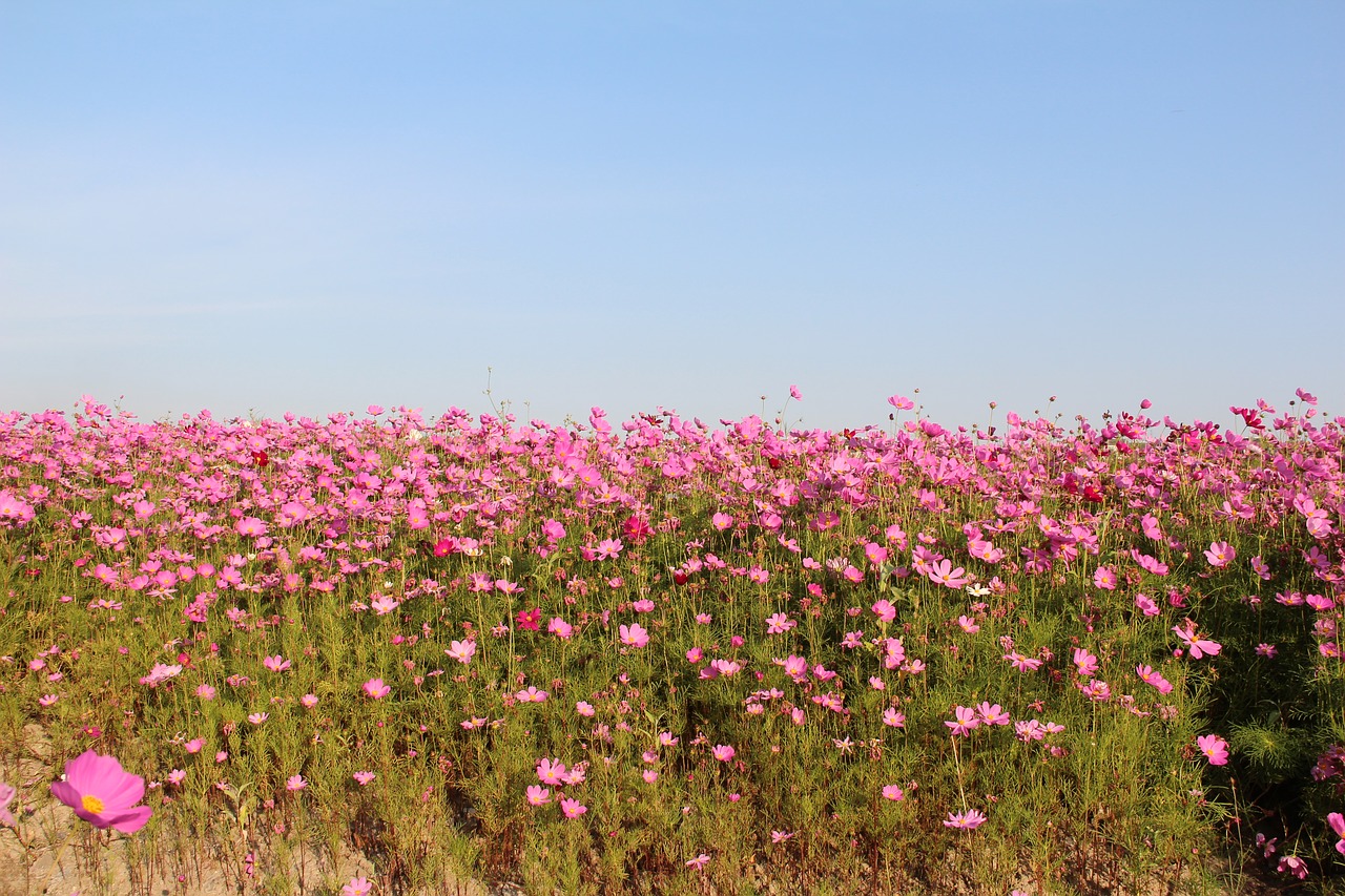 the scenery flower spring free photo