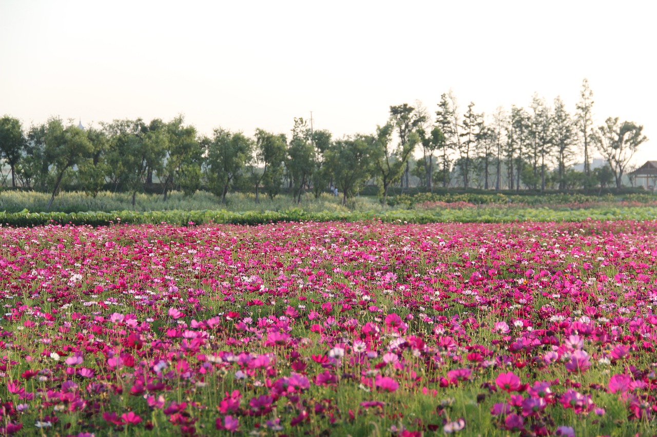 the scenery flower spring free photo