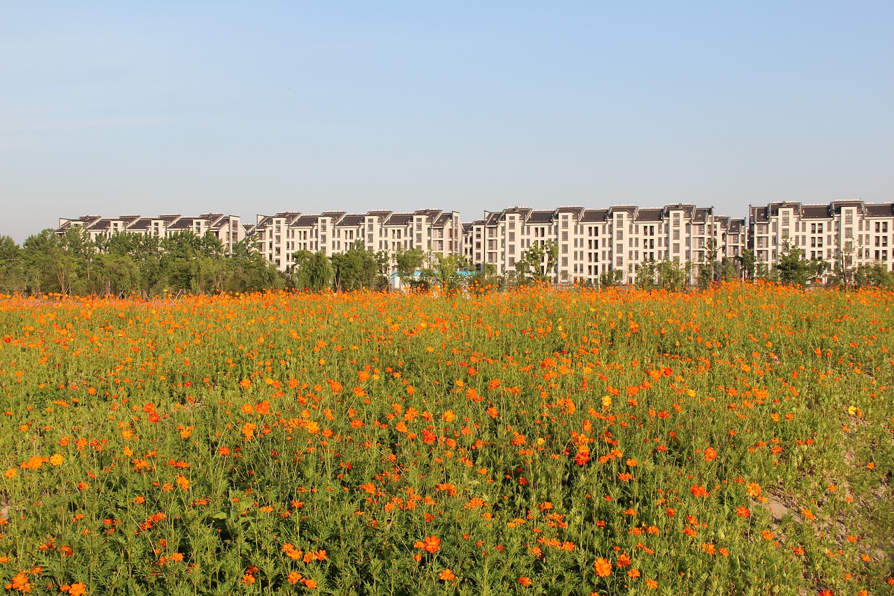 the scenery flower spring free photo