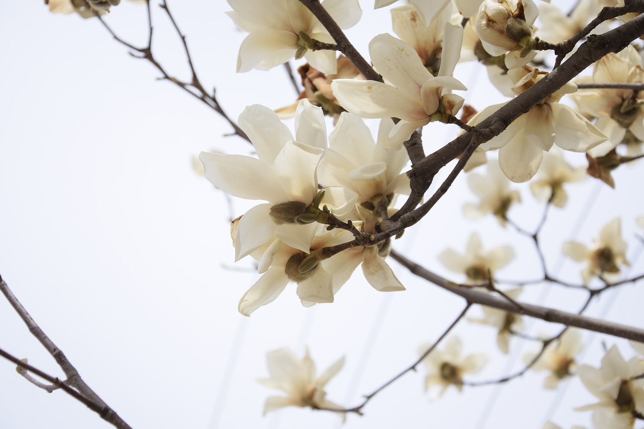 the scenery flowers white free photo