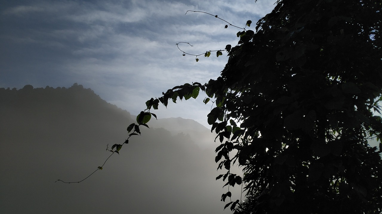 the scenery green vine silhouette fog free photo