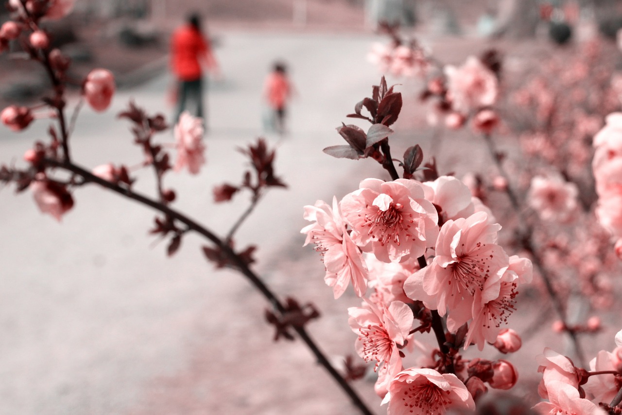 the scenery plant flowers free photo