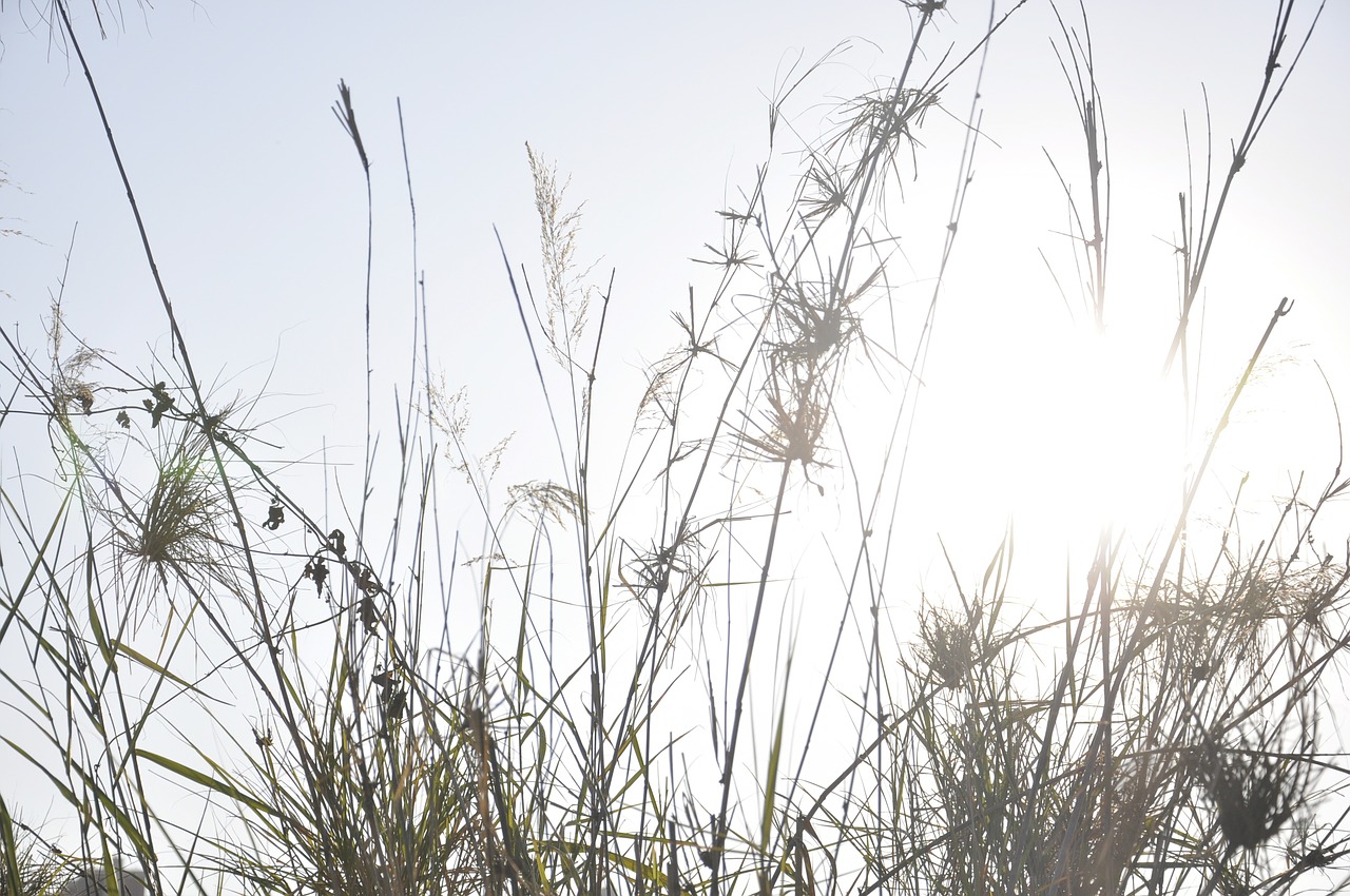 the scenery plant natural free photo