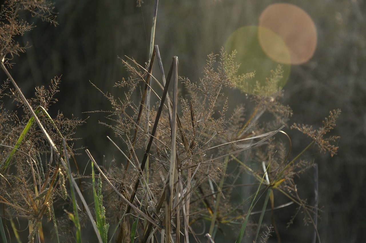 the scenery plant natural free photo