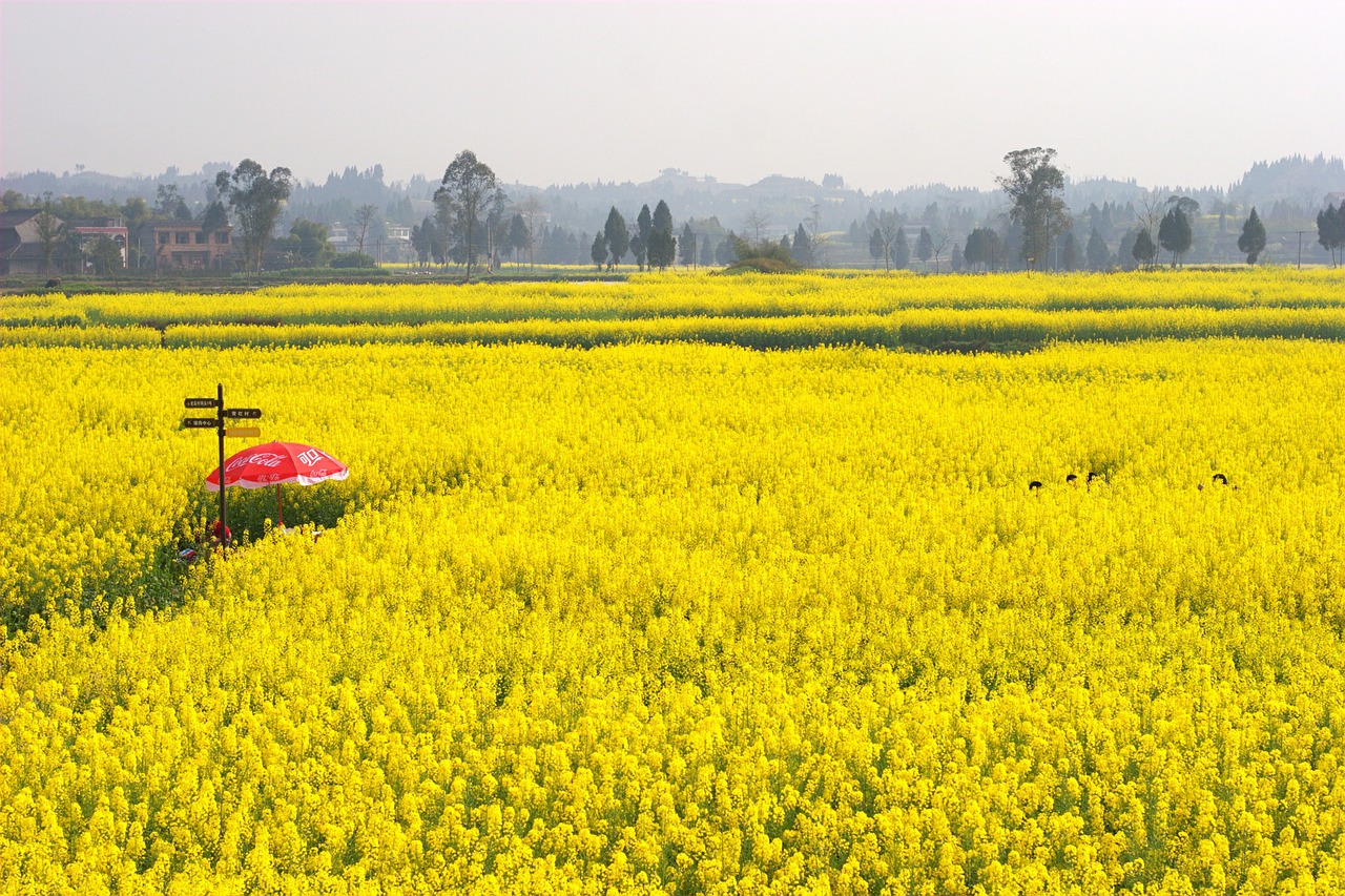 the scenery rape golden yellow free photo