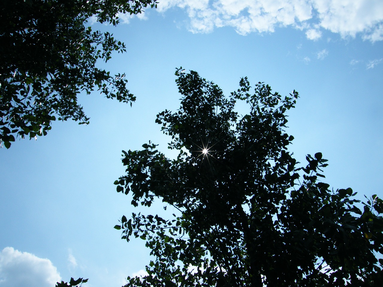 the scenery woods blue sky free photo