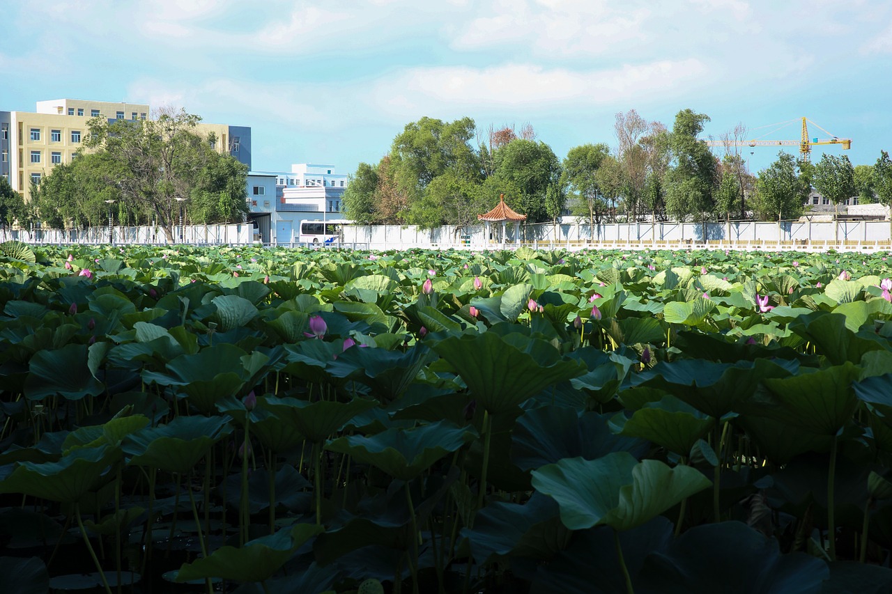 the scenery lotus scene free photo