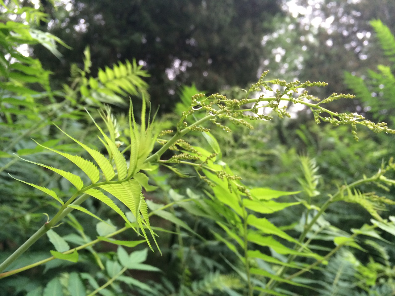 the scenery the leaves summer free photo