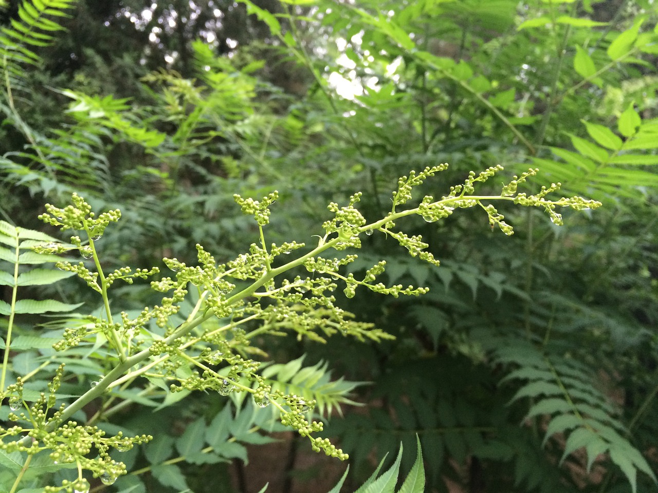 the scenery the leaves summer free photo