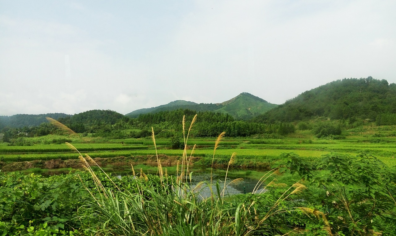 the scenery green natural free photo