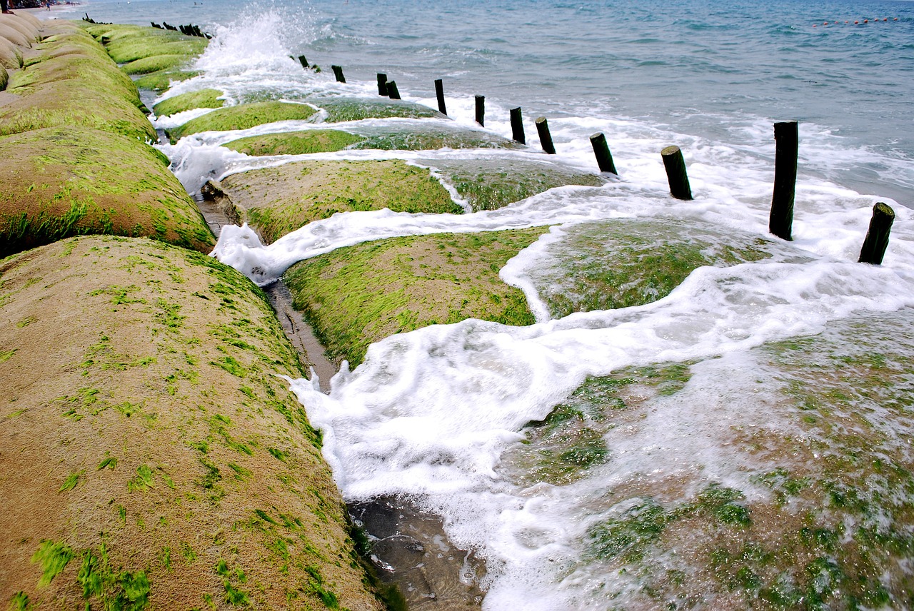 the sea dai hoi free photo