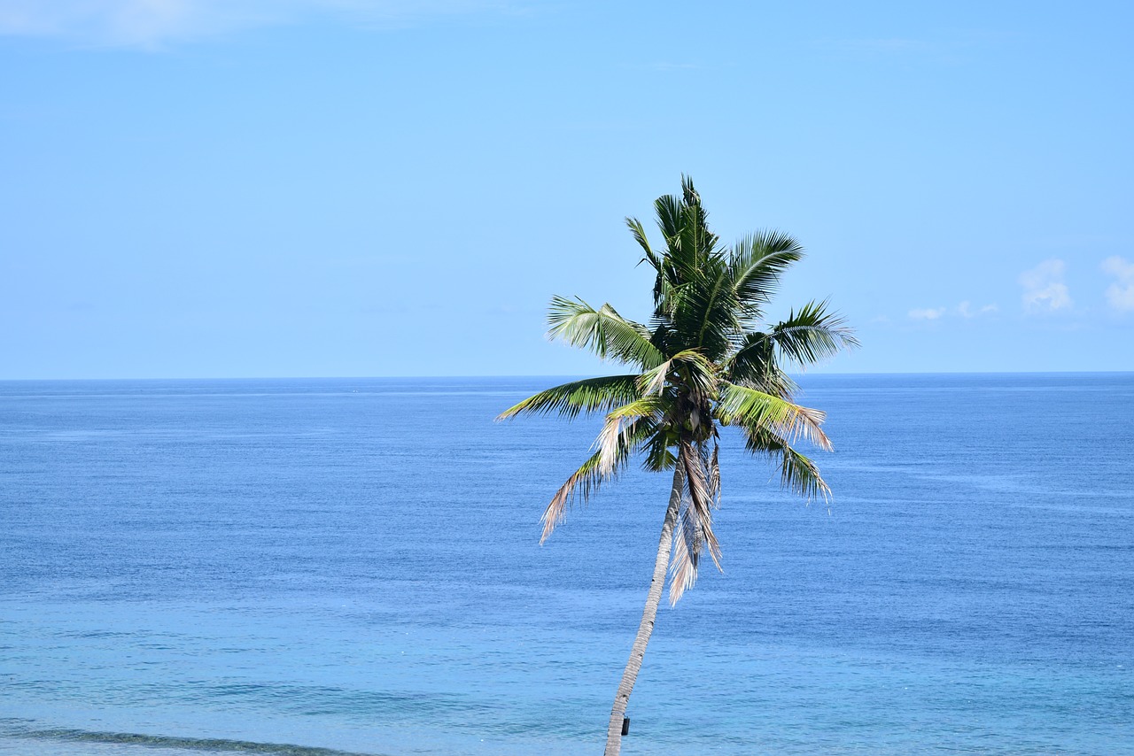 the sea coconut trees blue sky free photo