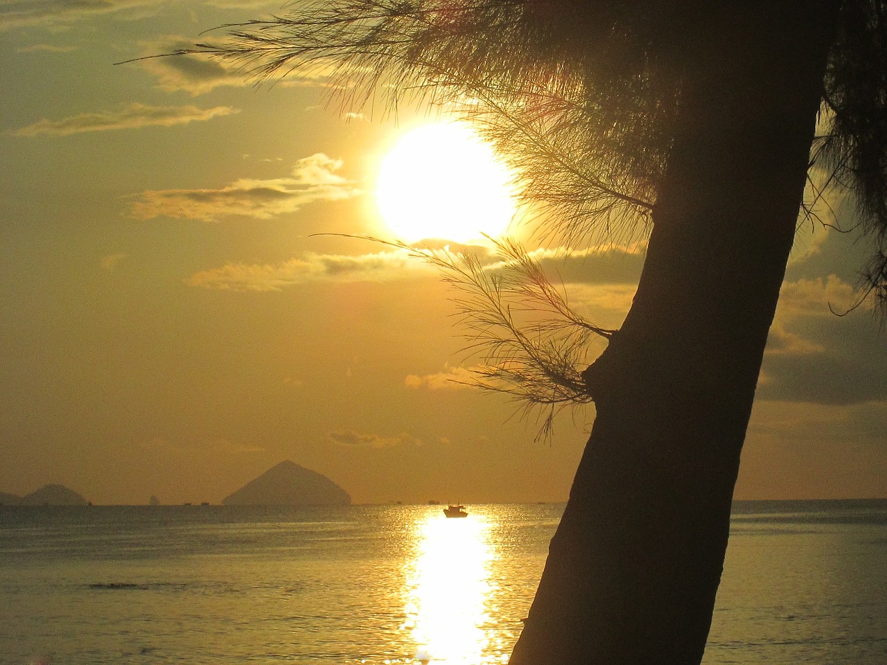 the sea the sun pine trees free photo