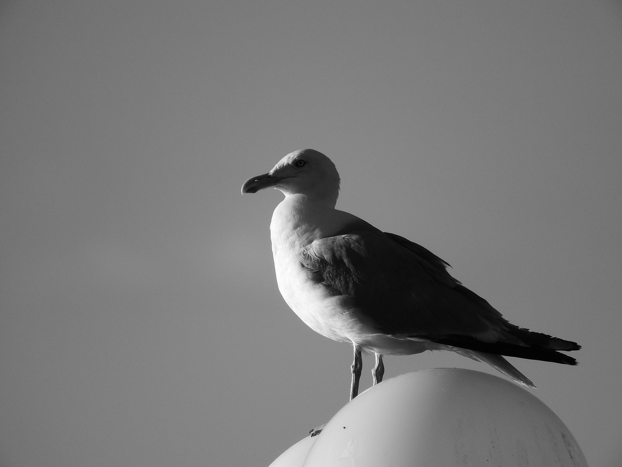 the seagull black and white bird free photo