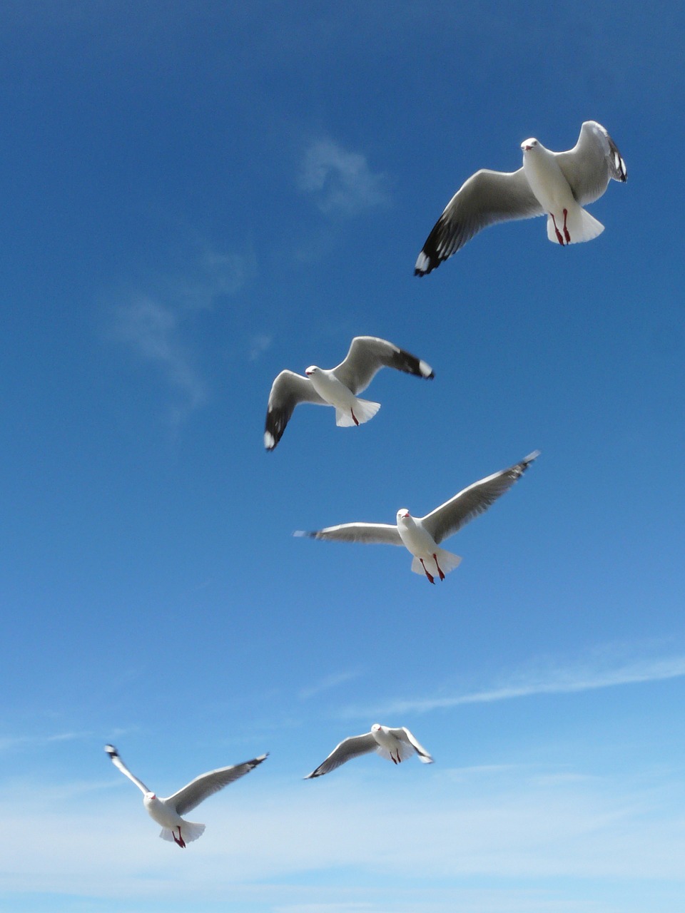 the seagull ptak ornithology free photo