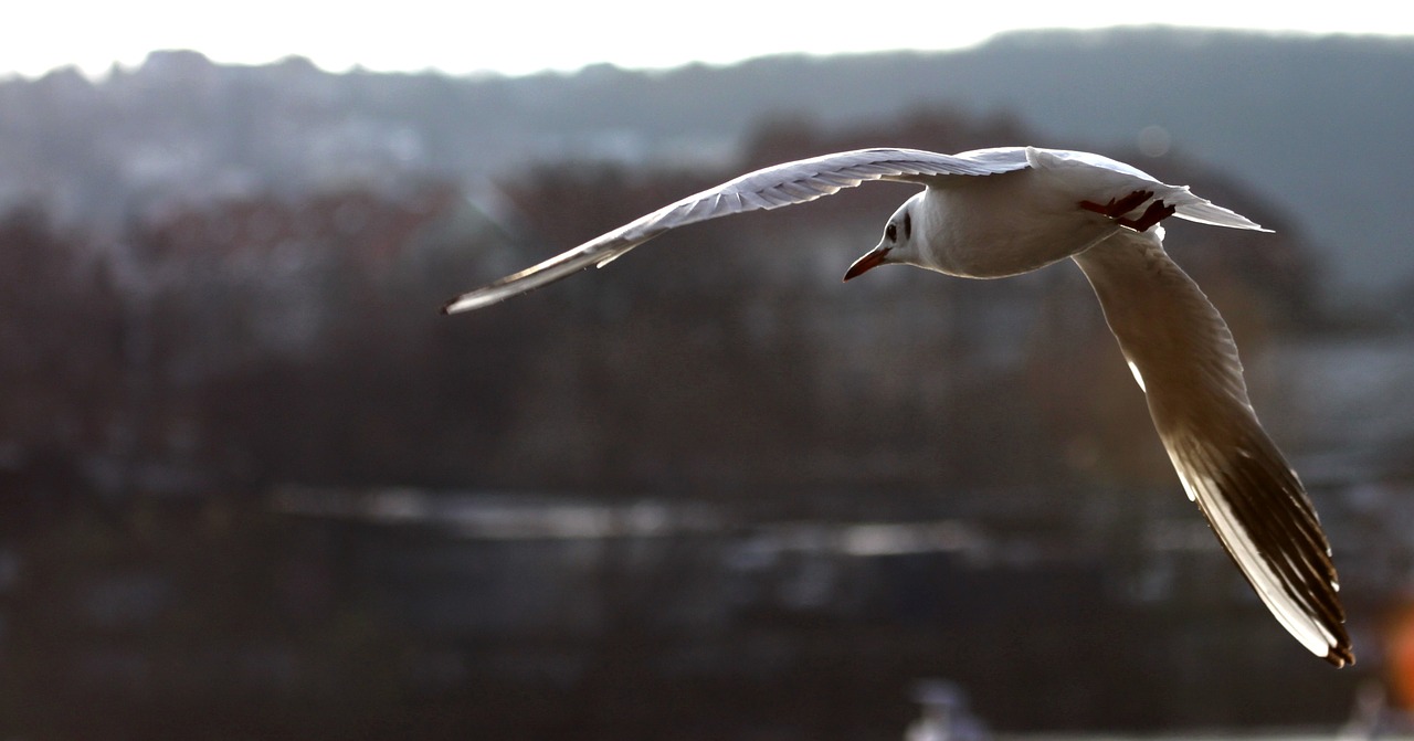 the seagull backlight smichov free photo