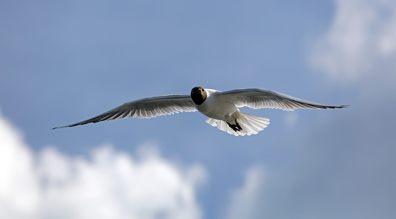 the seagull bird sky free photo