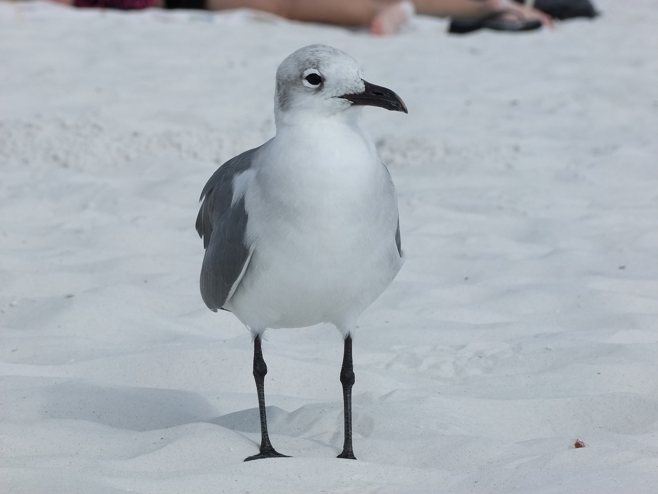 the seagull bird sea free photo