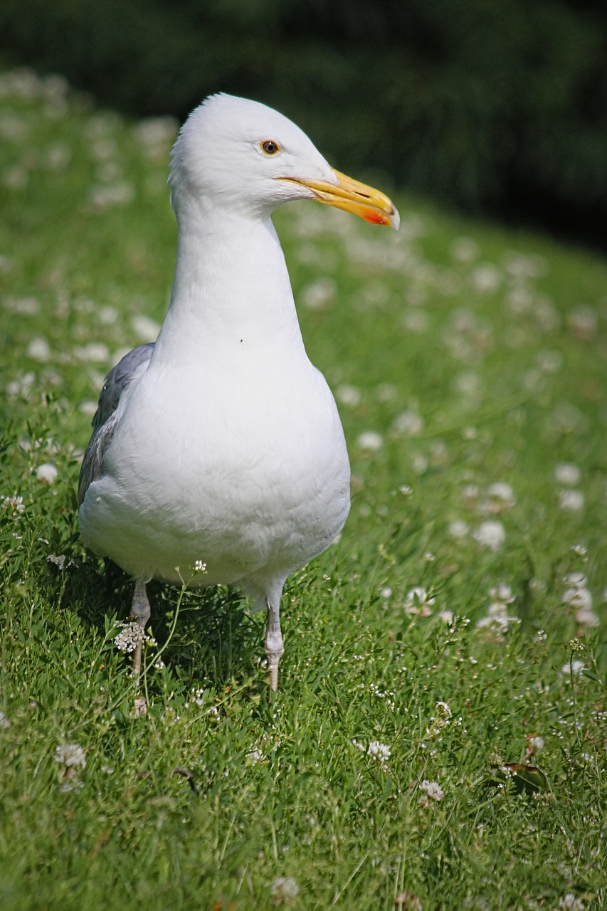 the seagull  marine  bird free photo