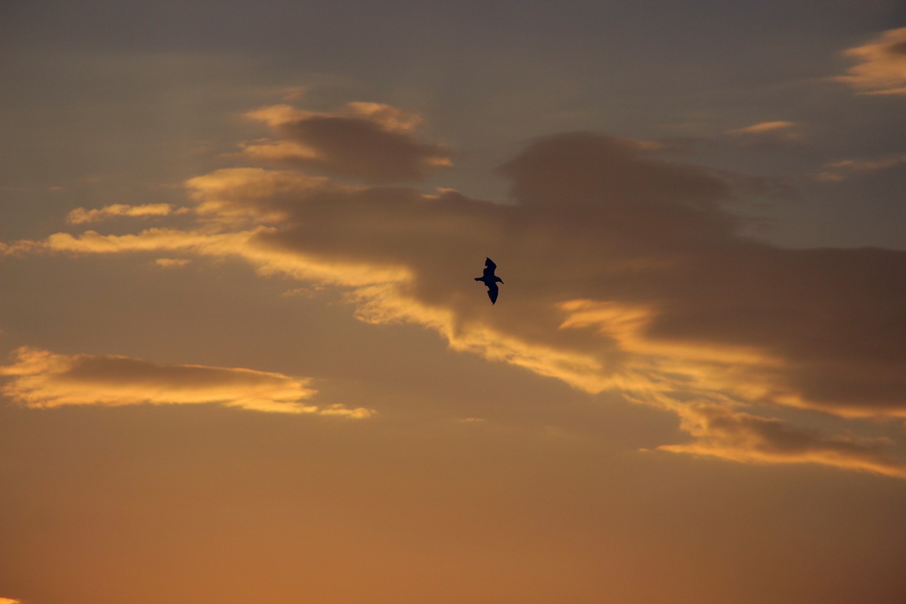 the seagull bird sun free photo