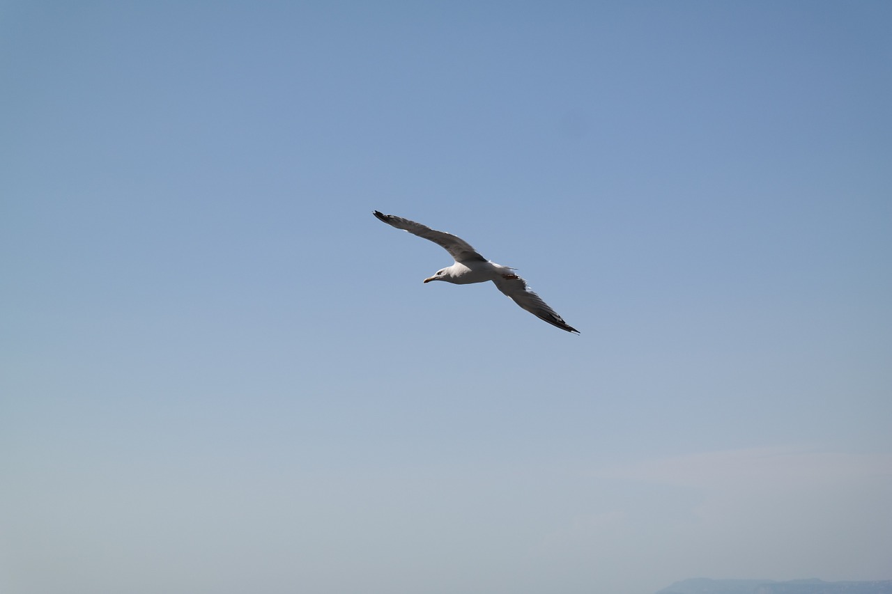 the seagull heaven blue free photo