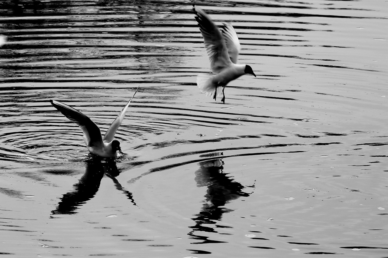the seagull bird water free photo