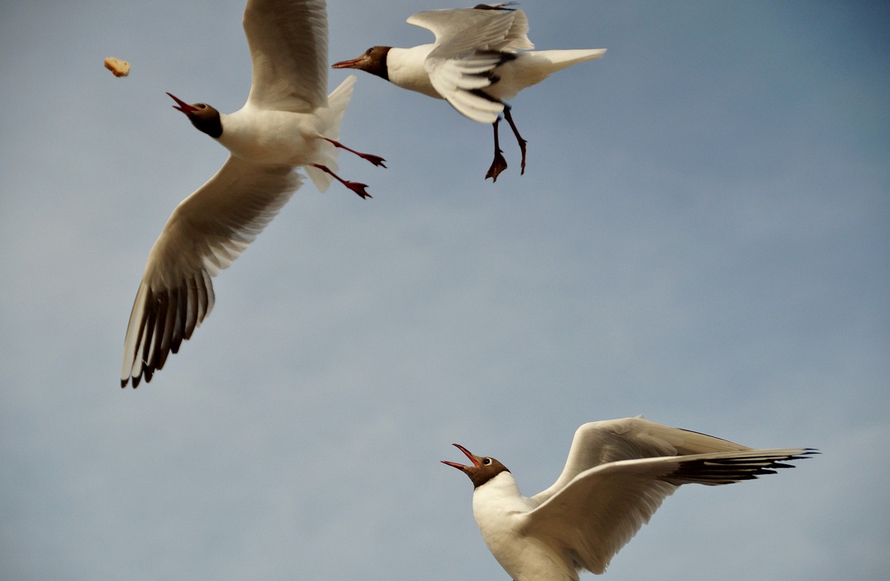the seagull gulls the seagulls free photo
